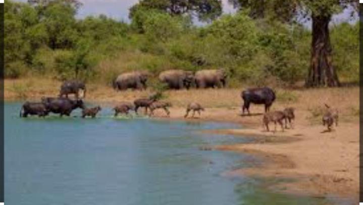 Wild Heaven Udawalawe Hotel Bagian luar foto