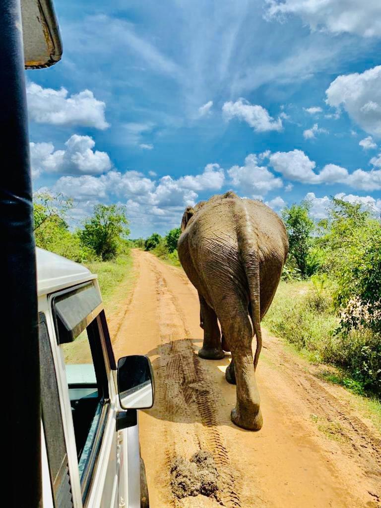 Wild Heaven Udawalawe Hotel Bagian luar foto