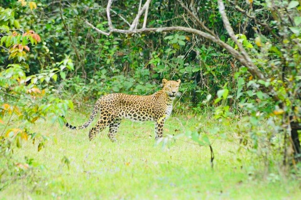 Wild Heaven Udawalawe Hotel Bagian luar foto