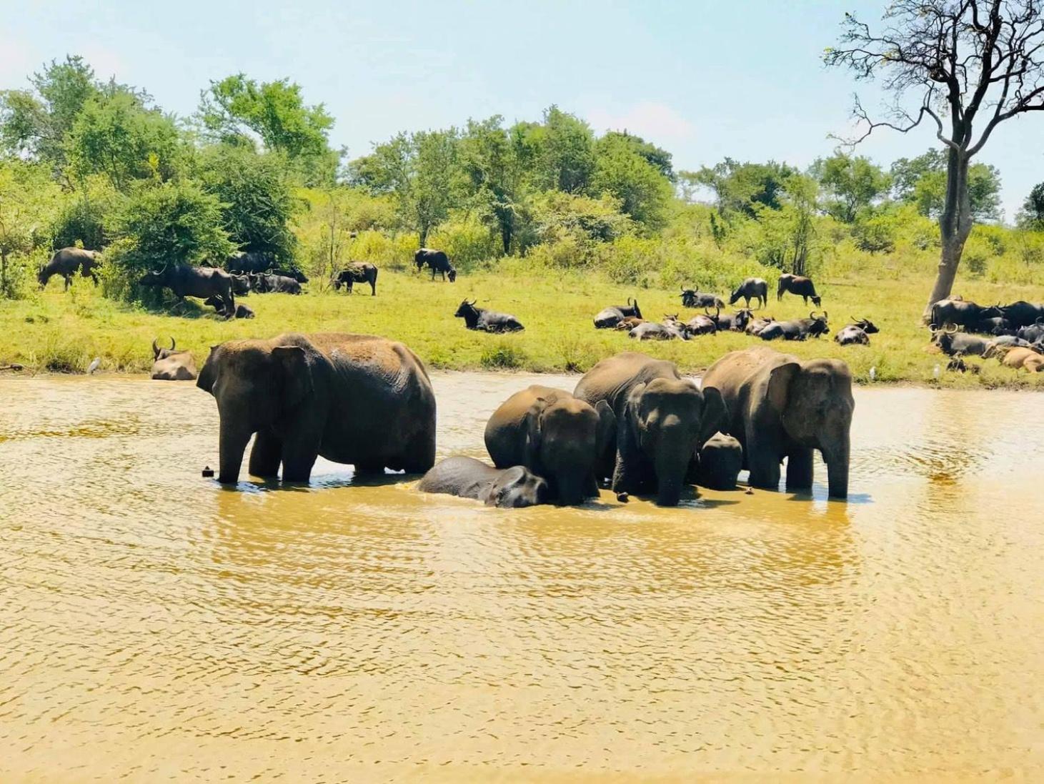 Wild Heaven Udawalawe Hotel Bagian luar foto