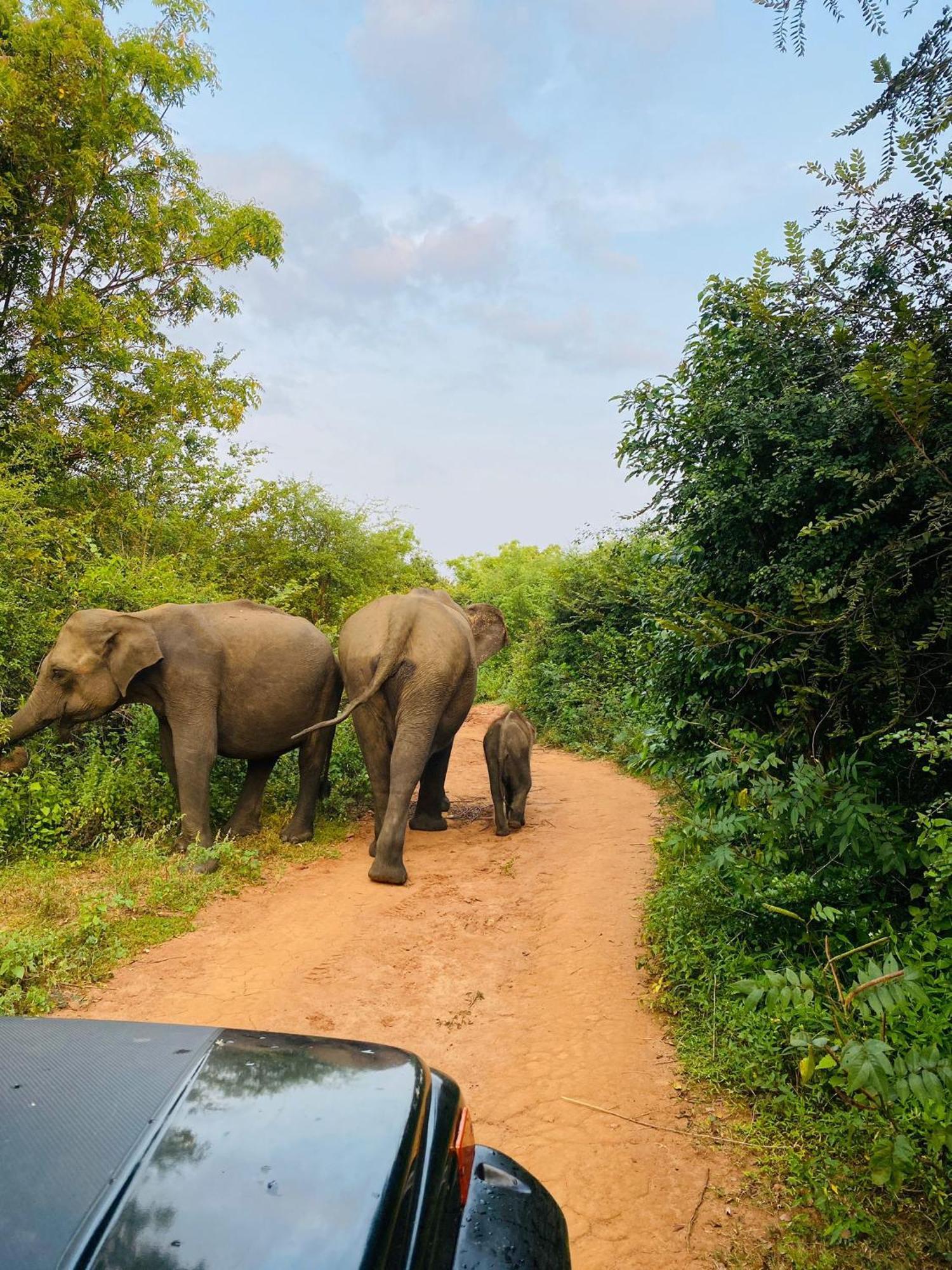 Wild Heaven Udawalawe Hotel Bagian luar foto