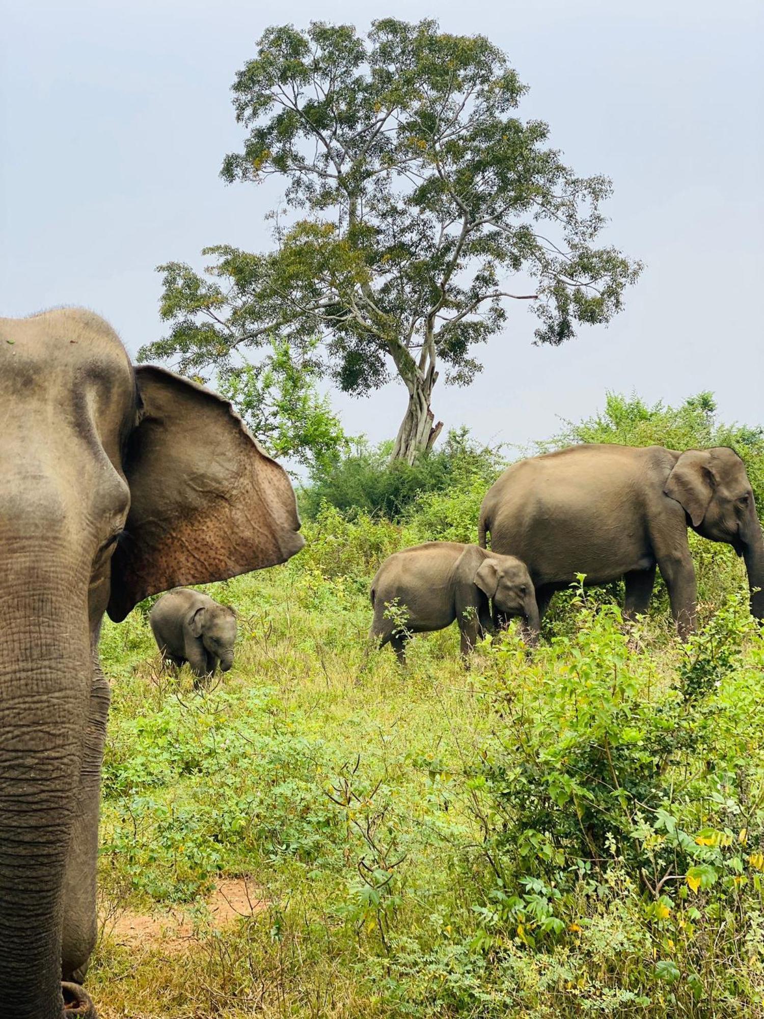 Wild Heaven Udawalawe Hotel Bagian luar foto